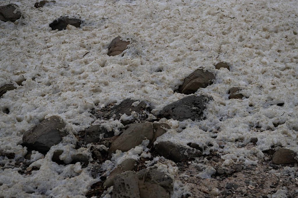 Toxic algae bloom off South Australia devastates marine life, tourism