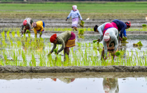 Agriculture GVA rises to Rs 52.08 lakh crore as India's farm economy expands