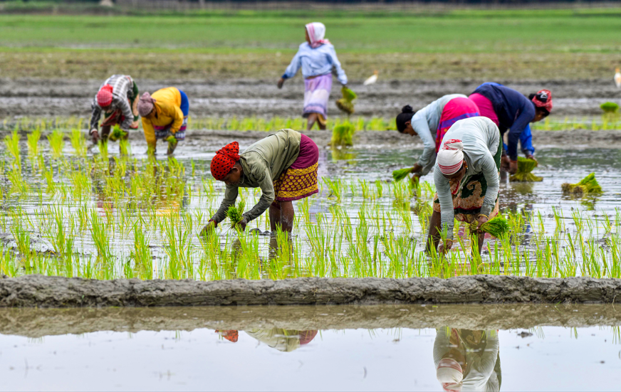 Centre to disburse ₹3,200 crore in crop insurance to 30 lakh farmers on Aug 11