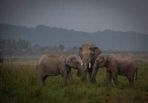 World Elephant Day 2025 to be celebrated in Coimbatore on August 12