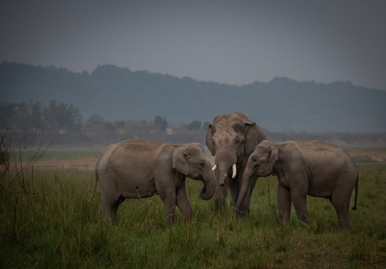 World Elephant Day 2025 to be celebrated in Coimbatore on August 12