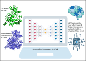 Bose Institute finds ‘Pseudo-Intelligence’ in immune protein TAK1