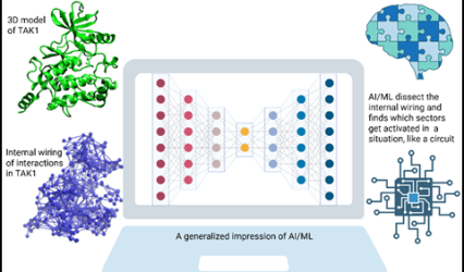 Bose Institute finds ‘Pseudo-Intelligence’ in immune protein TAK1