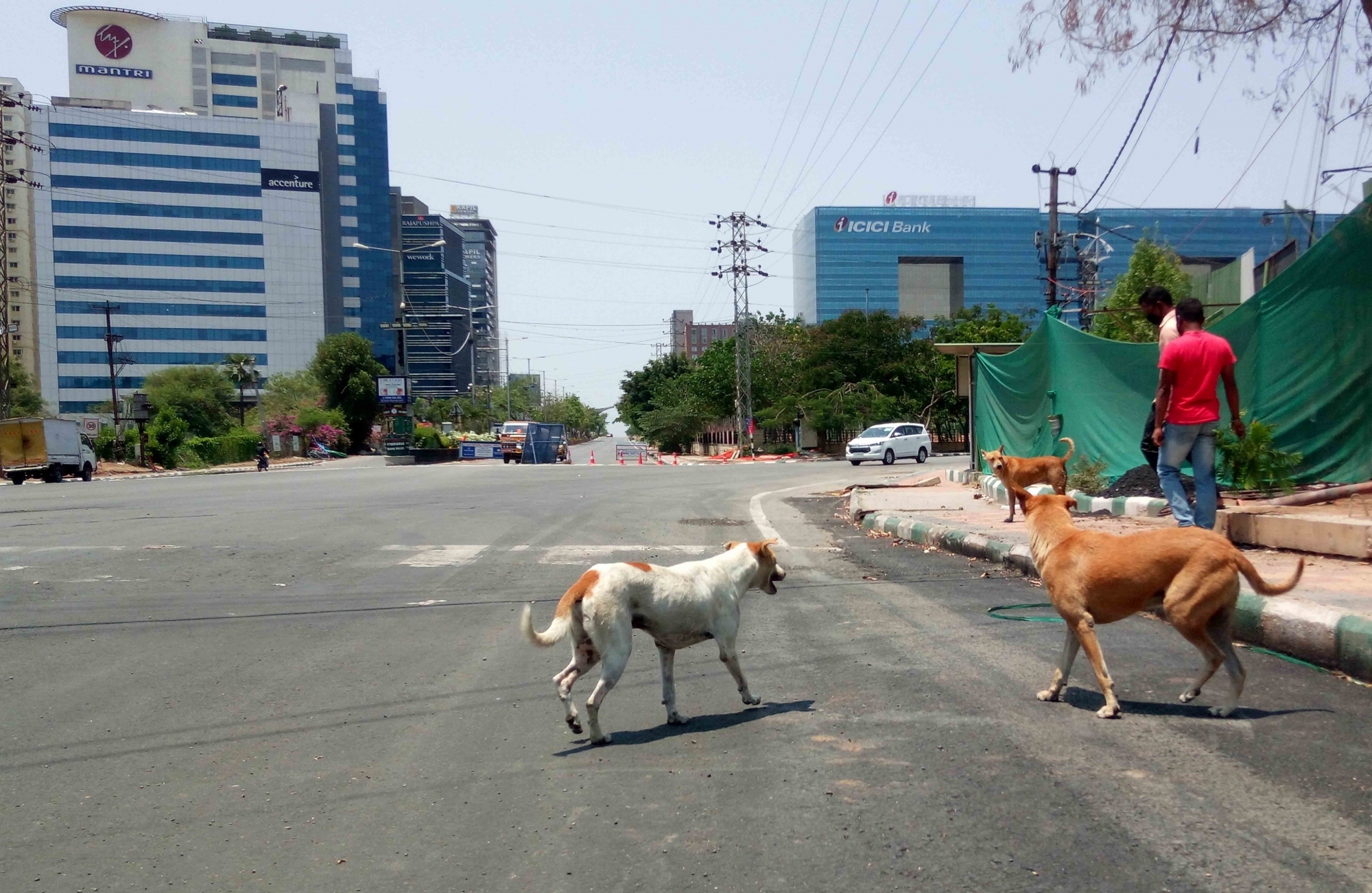 Supreme Court orders immediate removal of stray dogs from Delhi-NCR streets
