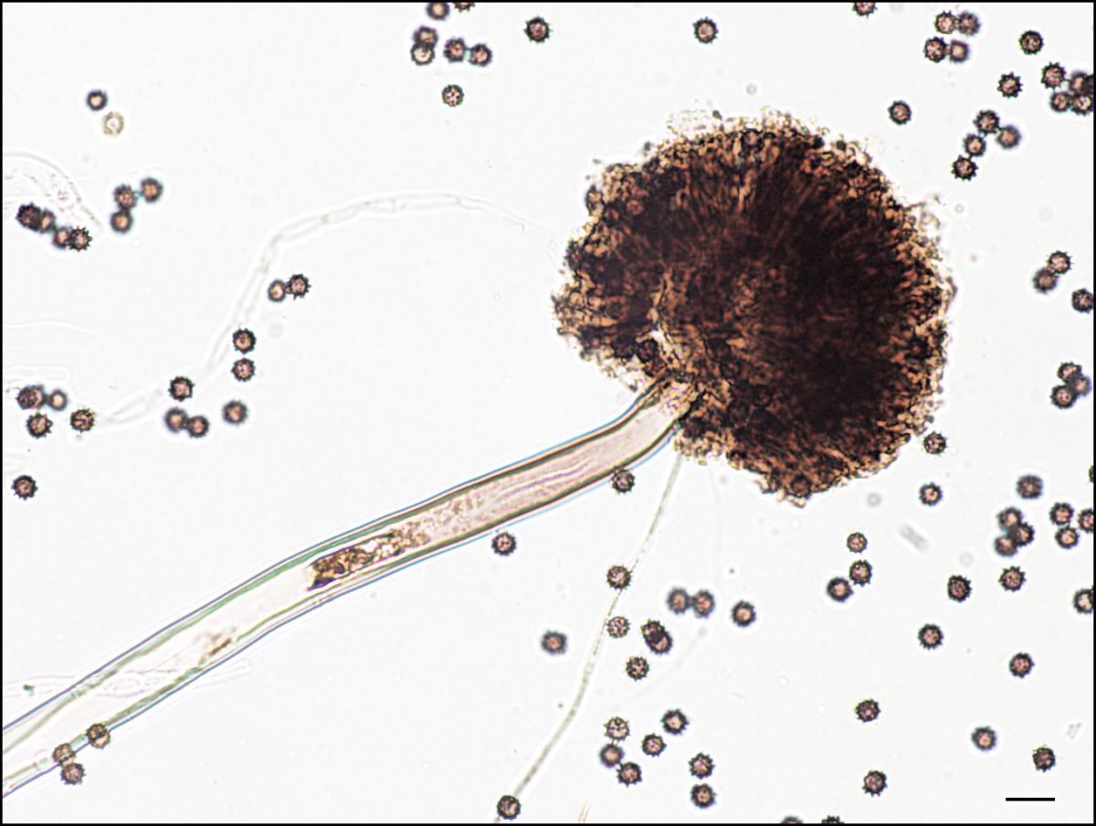 Unveiling Hidden Diversity in Aspergillus Section Nigri by Indian scientists: Introducing two new species from the Western Ghats, India