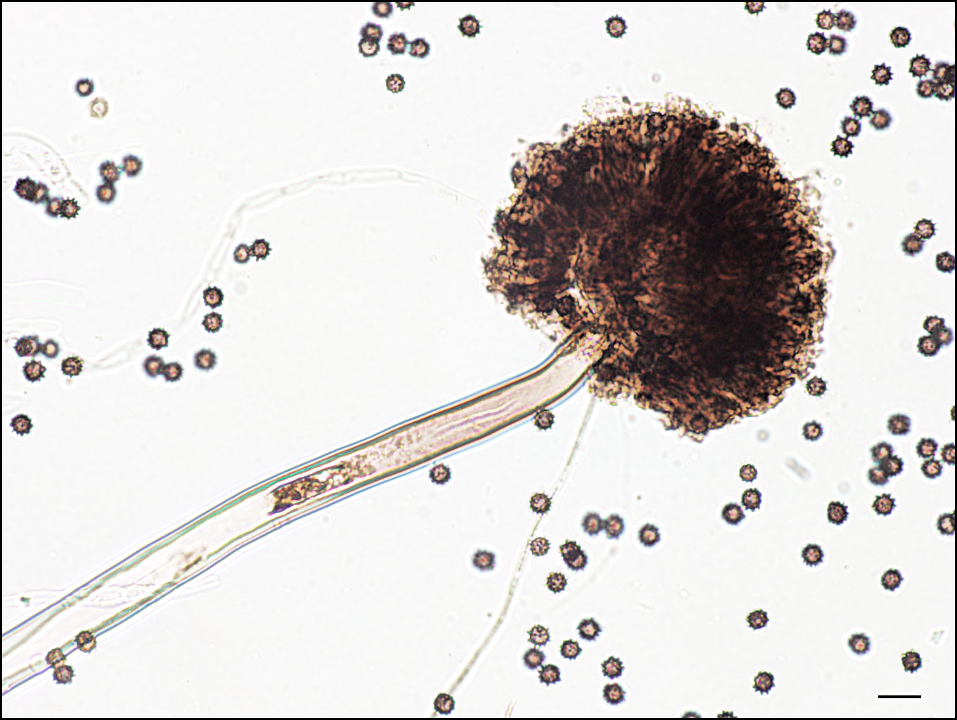 Unveiling Hidden Diversity in Aspergillus Section Nigri by Indian scientists: Introducing two new species from the Western Ghats, India