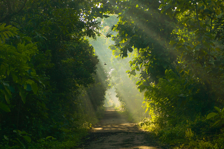 Brazil will be first to invest in global forest fund
