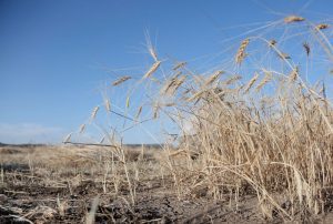 From Harvest to Home, Building Resilient Infrastructure for Food Grain Storage