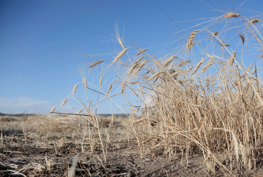 From Harvest to Home, Building Resilient Infrastructure for Food Grain Storage