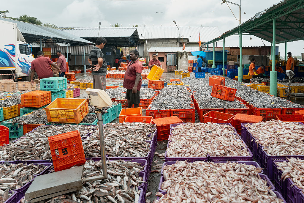 GST rate cut across fisheries value chain to boost India’s Blue Economy: Govt