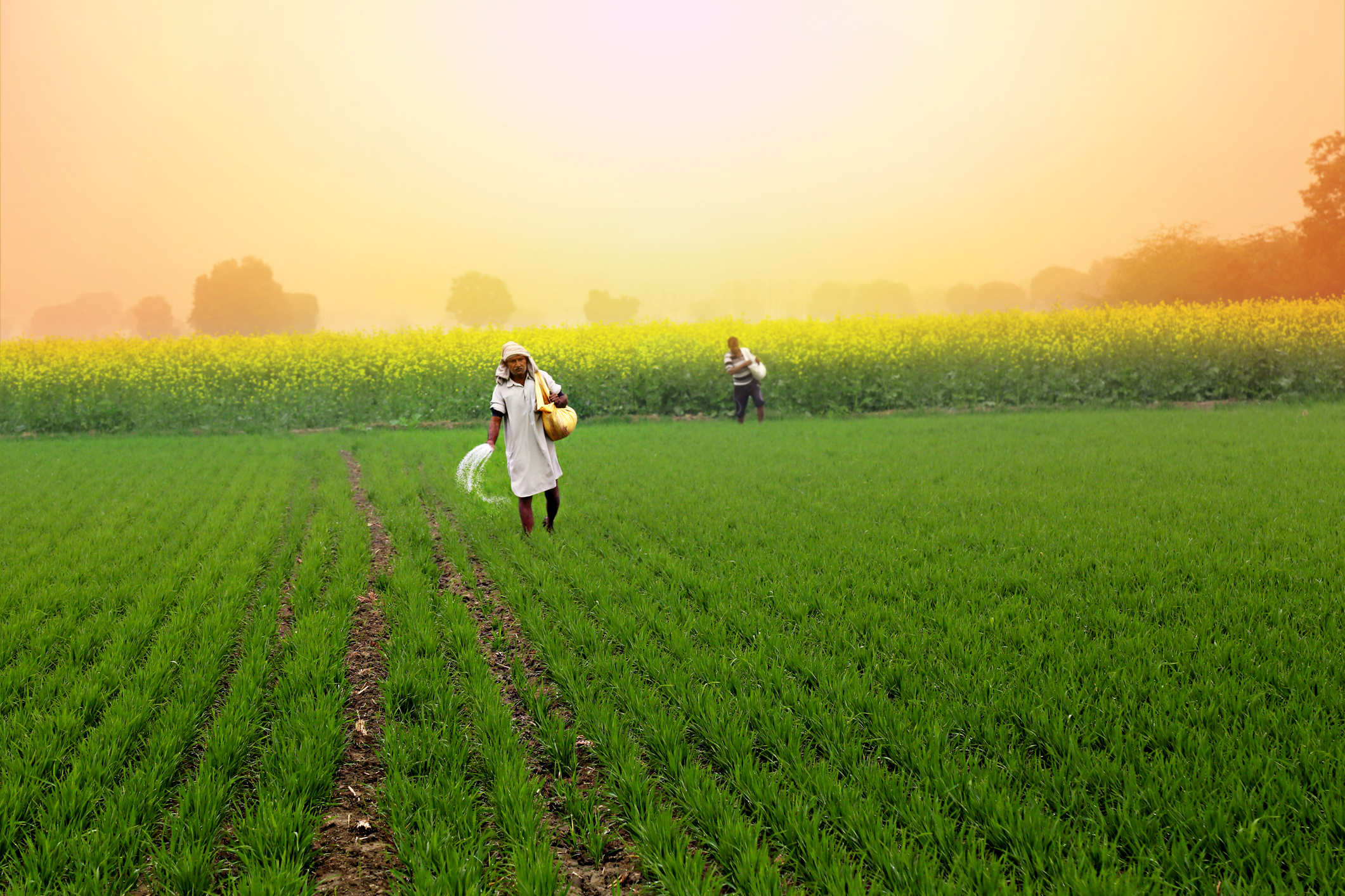 Technology reshaping Indian agriculture: From seed to market