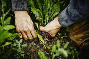 Clean plant programme: A preventive push to safeguard India’s horticulture