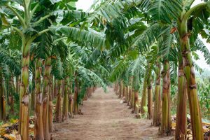 Bananas? Taiwan entrepreneur wants to make clothes out of plant material