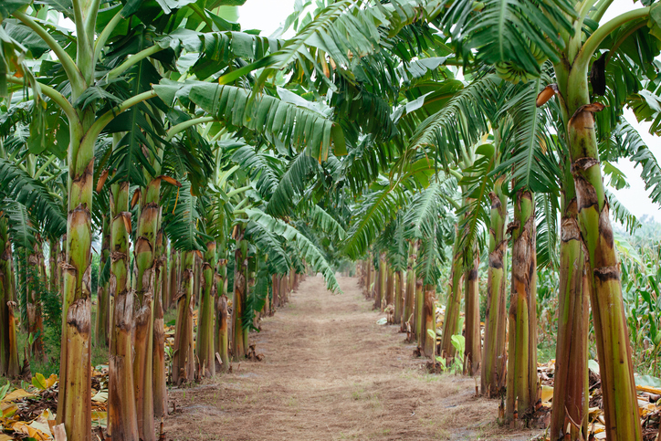 Bananas? Taiwan entrepreneur wants to make clothes out of plant material