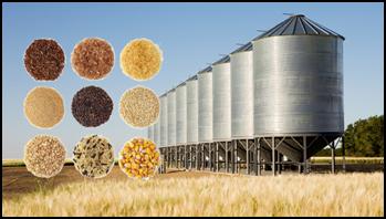 India strengthens food security with record harvest and enhanced storage infrastructure