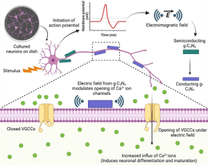 Indian scientists develop nanomaterial that stimulates brain cells without surgery