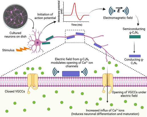 Indian scientists develop nanomaterial that stimulates brain cells without surgery