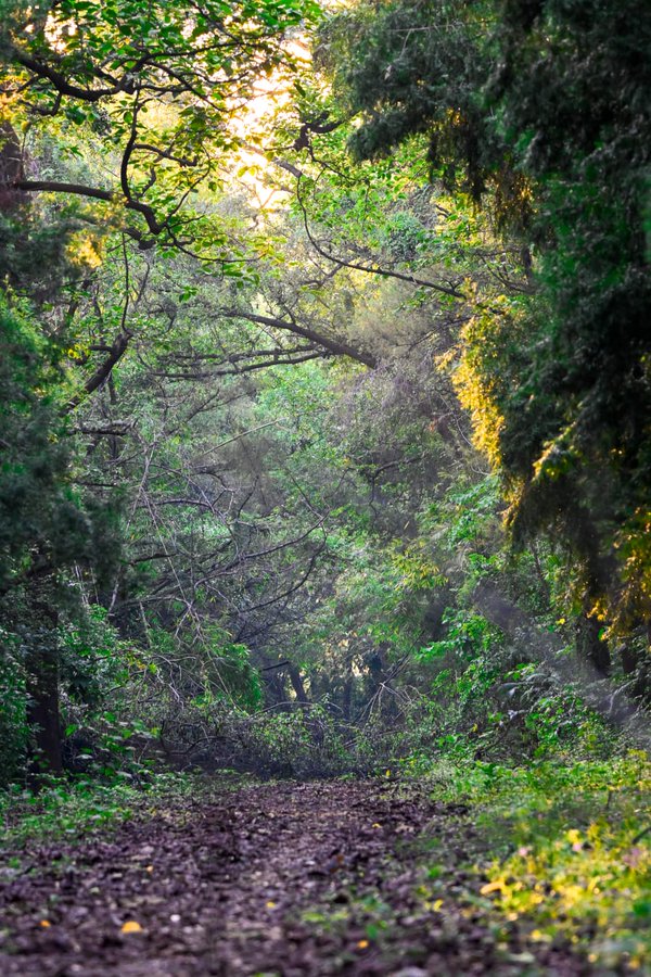 India moves up to 9th position globally in forest area