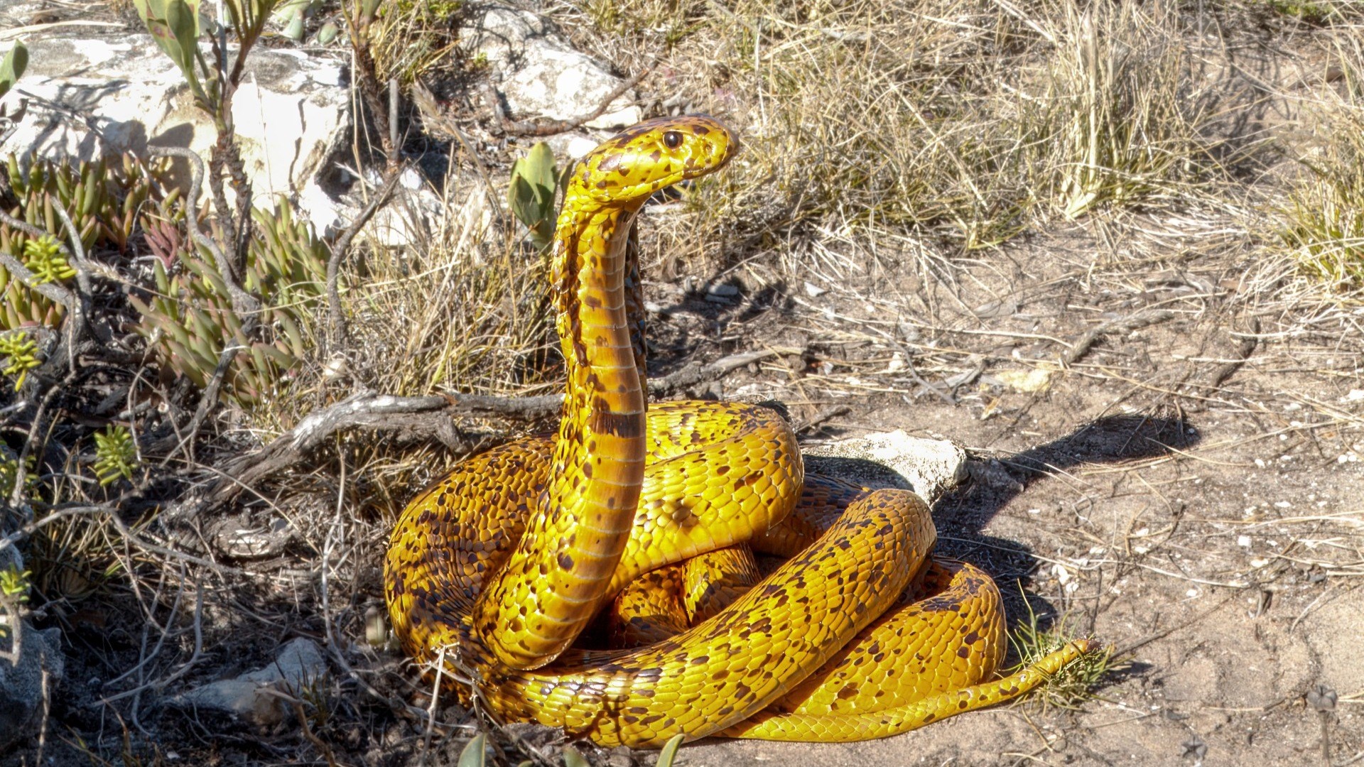 New antivenom effective against 17 African snake species