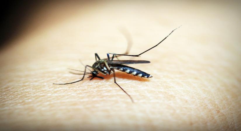 New monoclonal antibody shows early promise against malaria