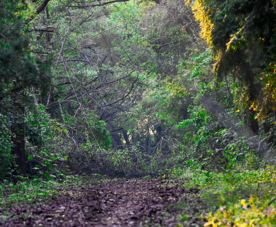 India rises to ninth position globally in forest area, retains third spot in annual forest gain