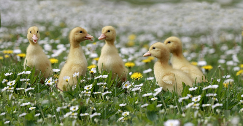 Hungary reports bird flu outbreak on duck farm, WOAH says
