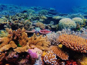 Coral reef discovered off Naples, in rare find for Mediterranean