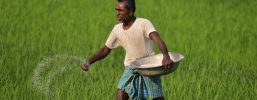 Cabinet approves higher MSP for 14 Kharif crops for 2026-27 marketing season