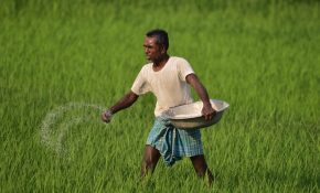 Cabinet approves higher MSP for 14 Kharif crops for 2026-27 marketing season