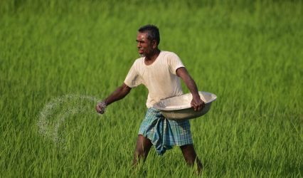Cabinet approves higher MSP for 14 Kharif crops for 2026-27 marketing season