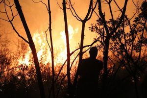 World falling far behind deforestation goals with farms and fires driving loss, report says