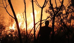 World falling far behind deforestation goals with farms and fires driving loss, report says