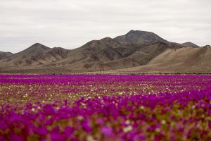Chile's Atacama desert flower could hold key to drought tolerant crops
