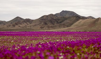 Chile’s Atacama desert flower could hold key to drought tolerant crops