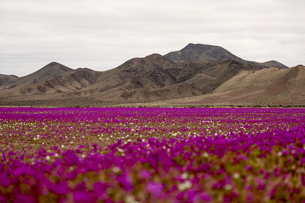 Chile’s Atacama desert flower could hold key to drought tolerant crops