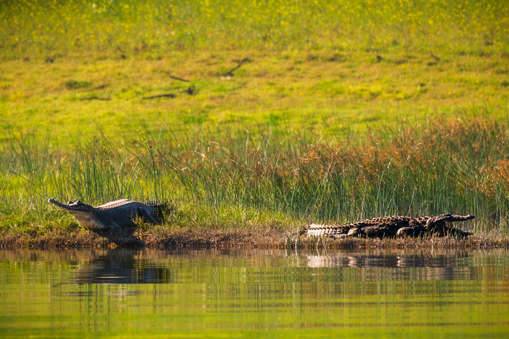 NBA releases ₹18.3 lakh to UP, Sikkim BMCs for biodiversity conservation