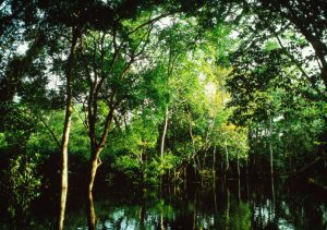 Scientists run climate 'time machine' in Amazon as Brazil preps for COP30