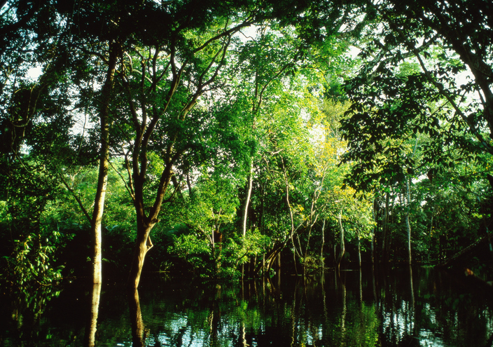 Scientists run climate ‘time machine’ in Amazon as Brazil preps for COP30
