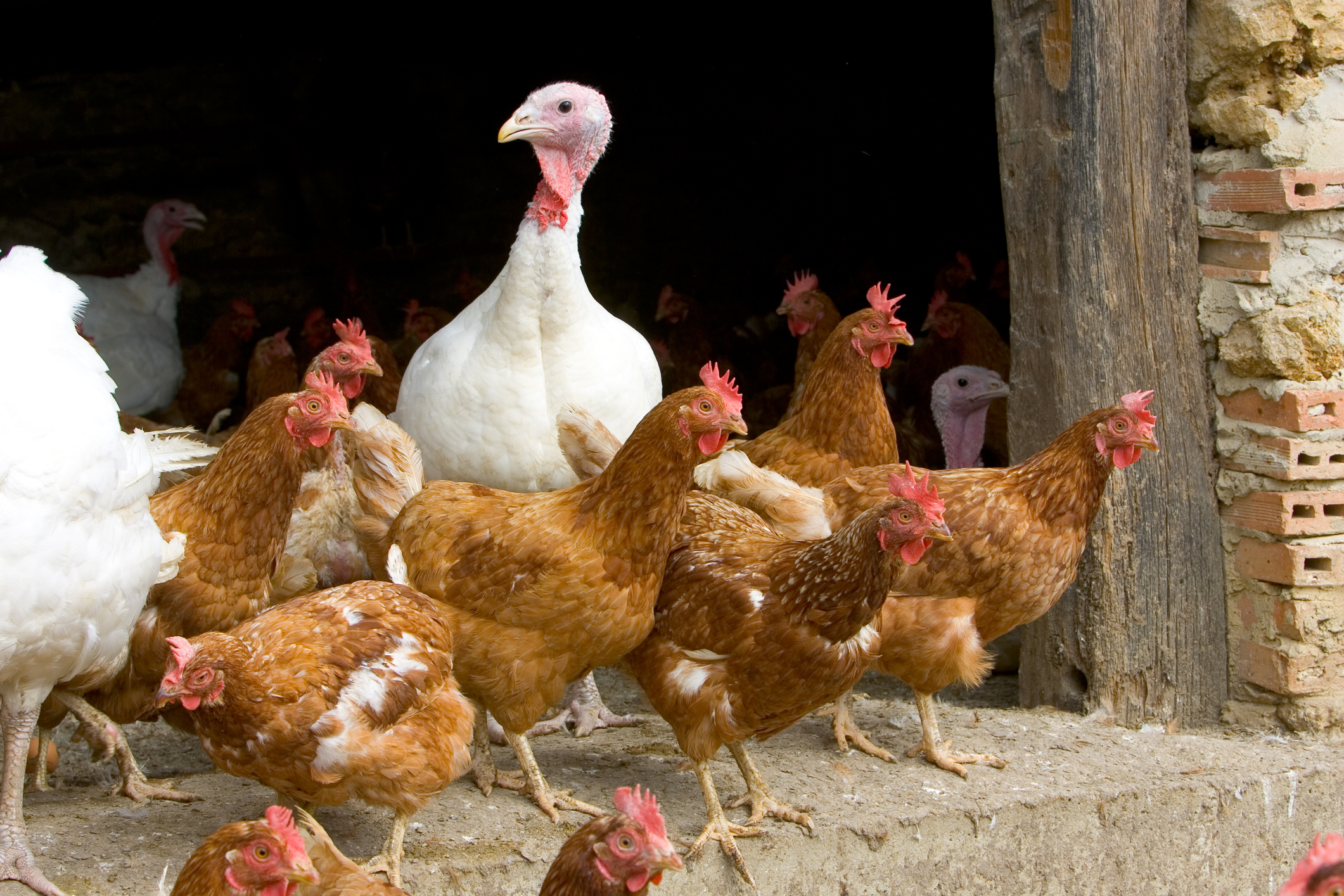 France raises bird flu alert level to ‘high’ after new cases