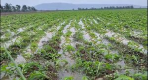 Cyclone Montha damages crops over 2.14 lakh acres, 2,294 km of roads in Andhra