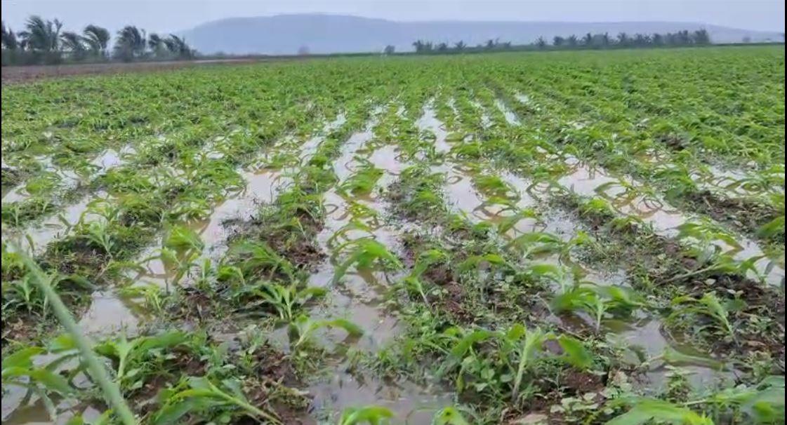 Cyclone Montha damages crops over 2.14 lakh acres, 2,294 km of roads in Andhra
