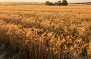 Cabinet approves MSP hike for all Rabi crops for 2027-28 marketing season