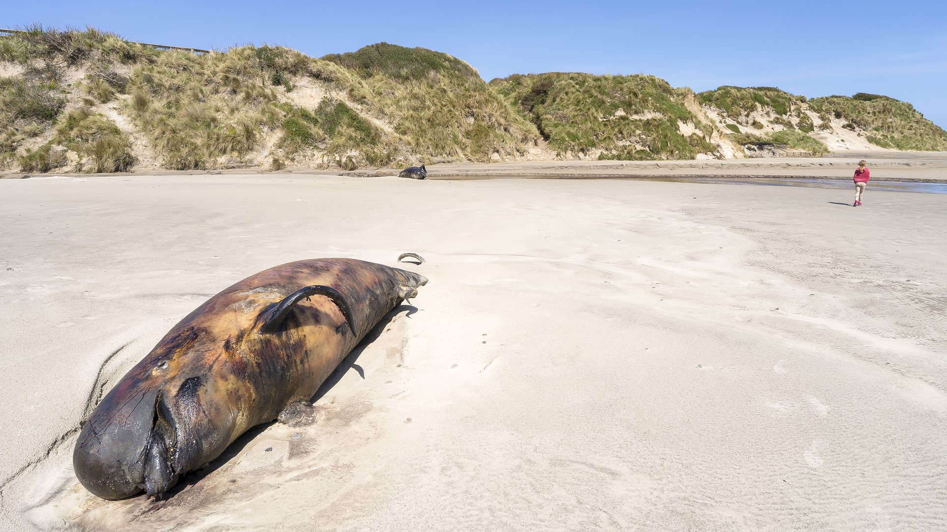 Dozens of pilot whales die after stranding in New Zealand