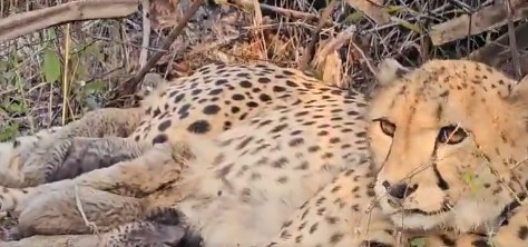 India-born cheetah Mukhi gives birth to five cubs at Kuno National Park