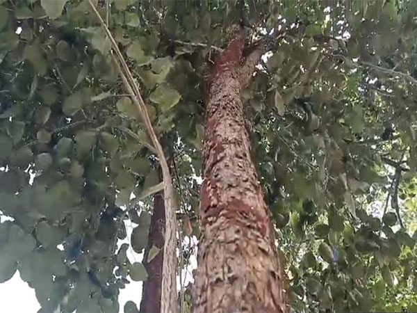 NBA releases ₹39.84 crore to Andhra Pradesh for Red Sanders conservation