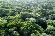 Scientists in Brazil starve trees of water to test Amazon’s limits