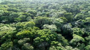 Scientists in Brazil starve trees of water to test Amazon's limits