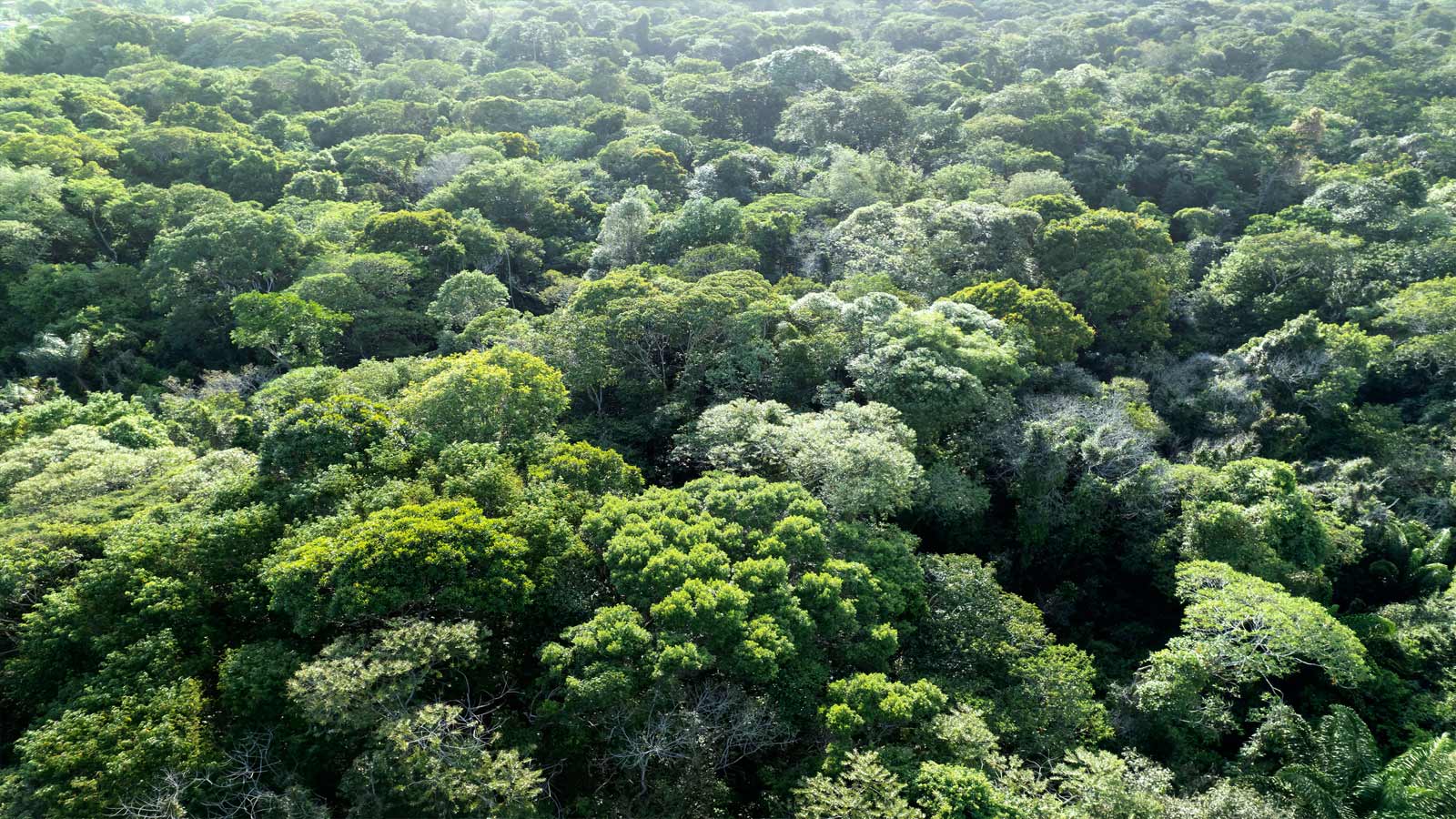 Scientists in Brazil starve trees of water to test Amazon’s limits