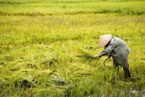 Rabi sowing crosses 208 lakh hectares this fiscal, aided by higher MSP support