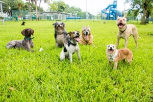 Doggie diversity in size and shape began at least 11,000 years ago